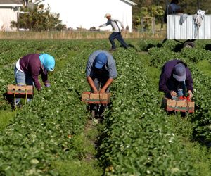 Reforma migratoria en EEUU